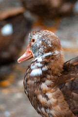 portrait of duck on the farm