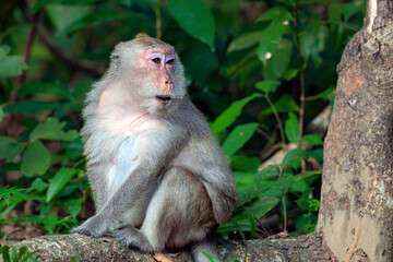 Macaque close-up in its natural habitat. Monkeys from Southeast Asia. Filmed in Cambodia