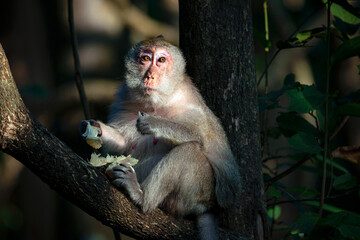 Macaque close-up in its natural habitat. Monkeys from Southeast Asia. Filmed in Cambodia