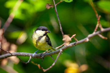 The great tit is sitting on a branch.