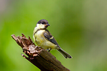 The great tit is sitting on a branch.