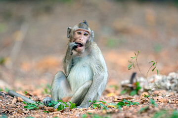 Fototapeta premium Macaque close-up in its natural habitat. Monkeys from Southeast Asia. Filmed in Cambodia