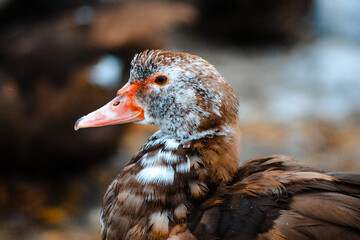 portrait of a duck