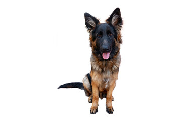 A German Shepherd puppy .Close-up on a white background