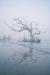 Fototapeta na wymiar Very foggy morning on Driftwood Beach - Jekyll Island Georiga USA. Spooky tree with bare branches reflection on the tide water of the ocean