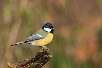 The great tit is sitting on a branch.