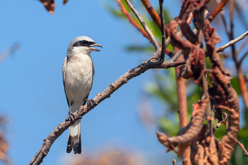 Red-backed shrike, Lanius collurio. The bird sits on a branch on a beautiful background