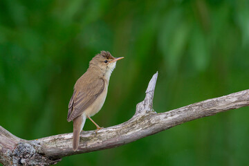 Blyth's reed warbler (Acrocephalus dumetorum) is an Old World warbler in the genus Acrocephalus..
