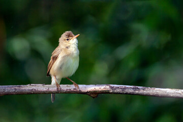 Blyth's reed warbler (Acrocephalus dumetorum) is an Old World warbler in the genus Acrocephalus..
