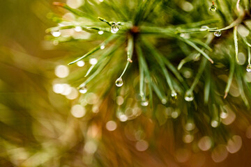 makro, zima, wiosna, las, kolory,  © Janusz