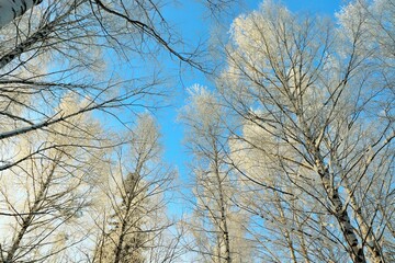 Fototapeta na wymiar Winter clear, frosty morning, birch grove, tree branches covered with snow frost