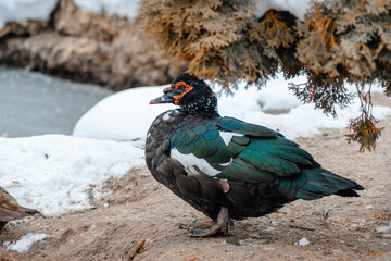 musky black duck
