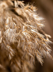 Dry reed macro close up shot