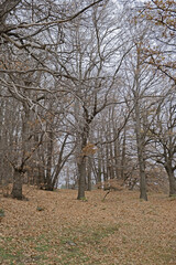 Bosco dell'Etna in Sicilia