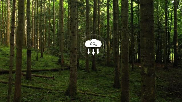 Carbon dioxide symbol inside beautiful green forest trees landscape.