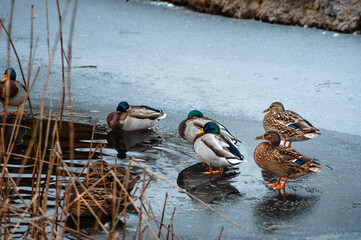  ducks on the lake on ice