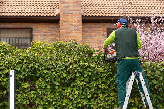 Jardinero subido en una escalera, cortando la hiedra en un jard&iacute;n con una motosierra.