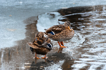 duck in the water in the winter 