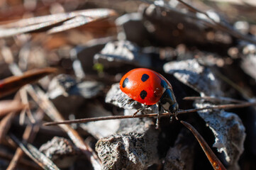 ladybug walking on a blade of grass, close-up shot