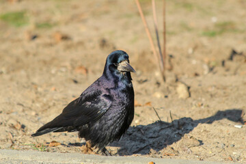 crow on the ground