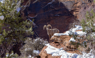 Desert Bighorn Sheep Ram in Zion National Park Utah in Winter