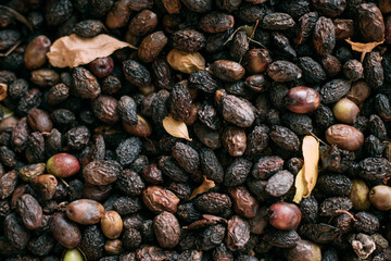 Close-up of dried olives in an outdoor garden. Home farming. Lots of drying olives on a homemade dryer in the yard