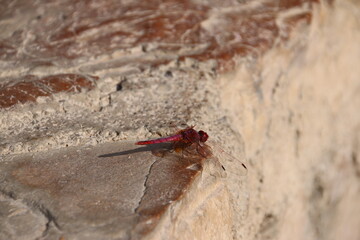 Red dragonfly