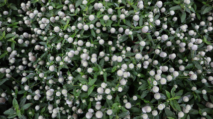 Gomphrena Globosa or Gomphrena Dwarf Cissy White bush form a beautiful background in a garden.