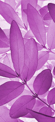 Vegetable vertical background from honeysuckle leaves. Purple mobile phone wallpaper from foliage of fruit bush. Abstract nature plant backdrop. Beautiful plants pattern. Leaf texture