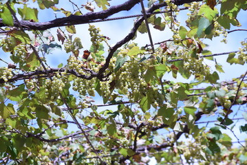 Grape cultivation. Grapes are deciduous trees that are pruned in winter and bloom in spring. And it can be harvested from summer to autumn.