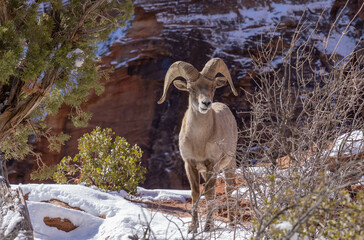 Desert Bighorn Sheep Ram in Zion National Park Utah in Winter
