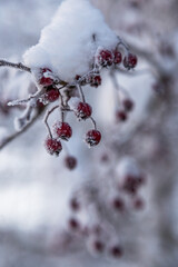 Red winter berries
