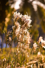 Mato ao Vento no Campo contra o Sol durante a Hora Dourada