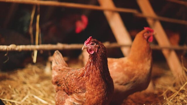 Hens inside a chicken coop on a small farm. Small scale poultry farming in Ontario, Canada.