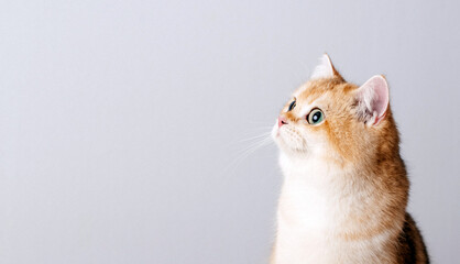 cat on white background, space for text for your design	
