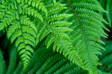 Fototapeta na wymiar Beautiful leaves of a fern, close-up. Dense green foliage, macro. Green fern plant in close up