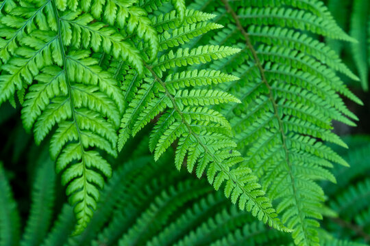 Beautiful leaves of a fern, close-up. Dense green foliage, macro. Green fern plant in close up - Powered by Adobe