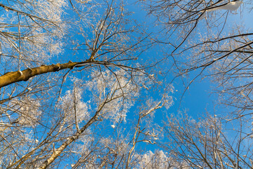 Winter treetops
