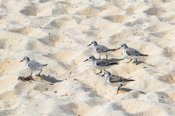 Sandpiper snipe sandpipers bird birds eating sargazo on beach Mexico.