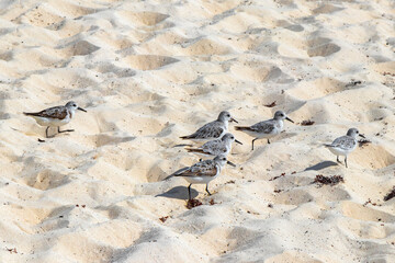 Sandpiper snipe sandpipers bird birds eating sargazo on beach Mexico.