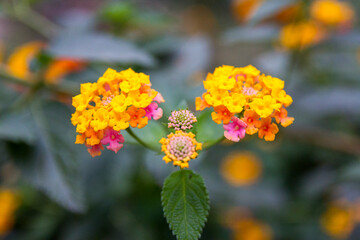 Close-up of blooming flowers