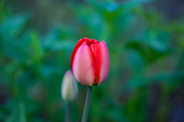 Close-up of blooming red tulip