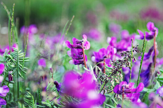 Wildflowers