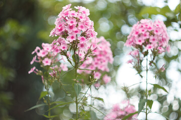 Pink phlox flowers in a garden