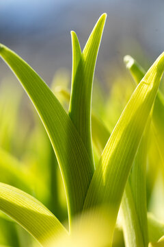 Young green sprout