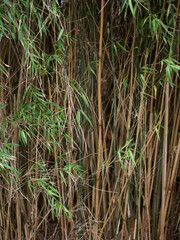 Tall bamboo