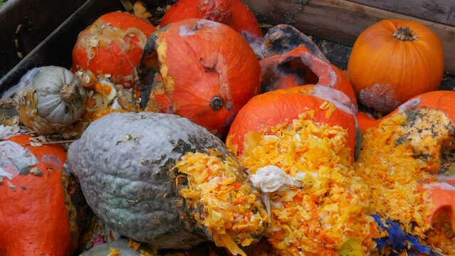 Decayed various pumpkins, mold, midges, rot on pieces of pumpkin crop. Garbage bin with food waste