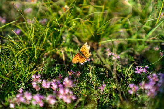 Butterfly on the flower against the grass