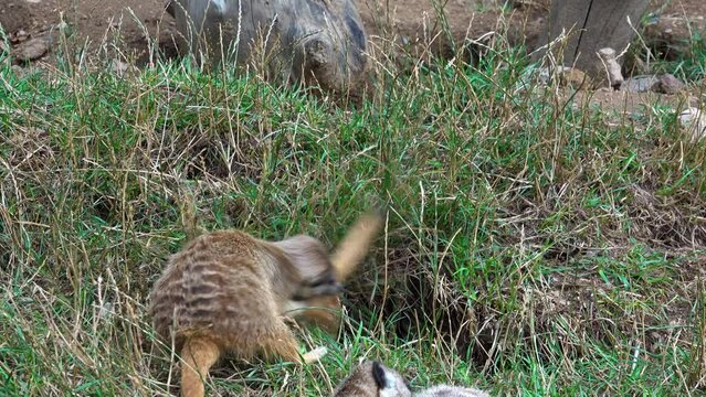 two young mongooses are fighting