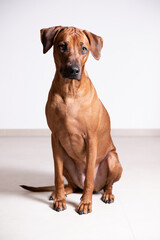Neugieriger Hund blickt Dich an. Ridgeback. Rassehund. Brauner Hund